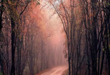 顶级外援加盟，球队整体实力提升